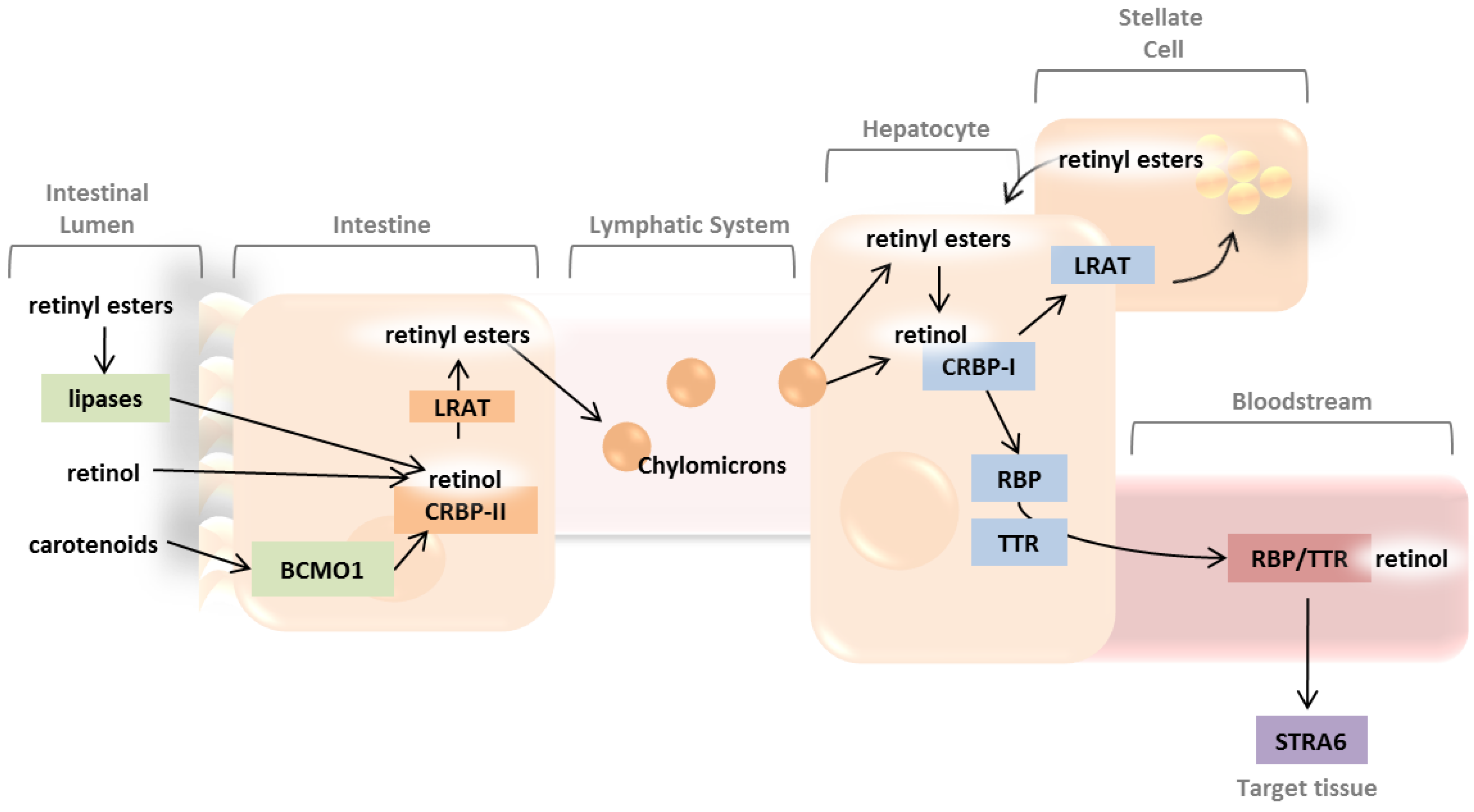 Nutrients 05 02646 g001