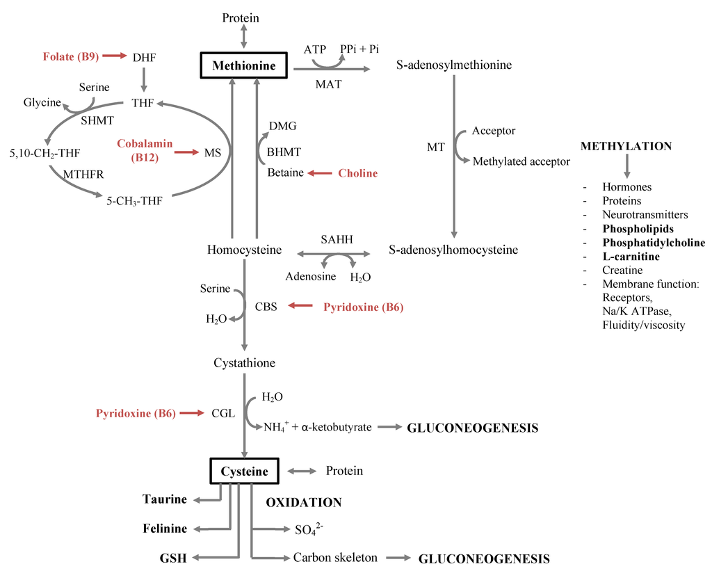 Nutrients 05 02811 g001 1024