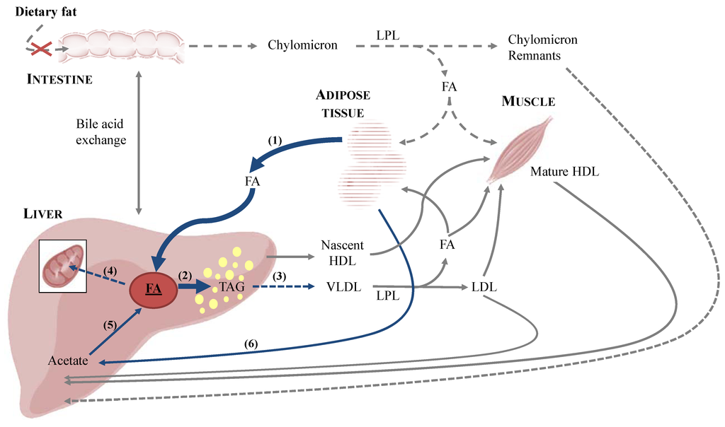 Nutrients 05 02811 g003 1024