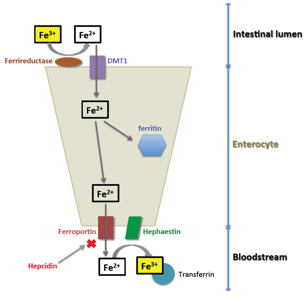 Nutrients 05 02836 g001 1024