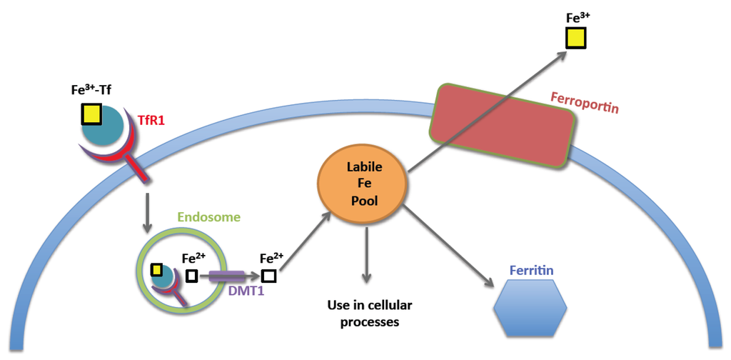Nutrients 05 02836 g002 1024