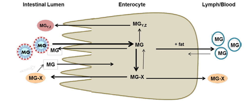 Nutrients 05 03163 g003 1024