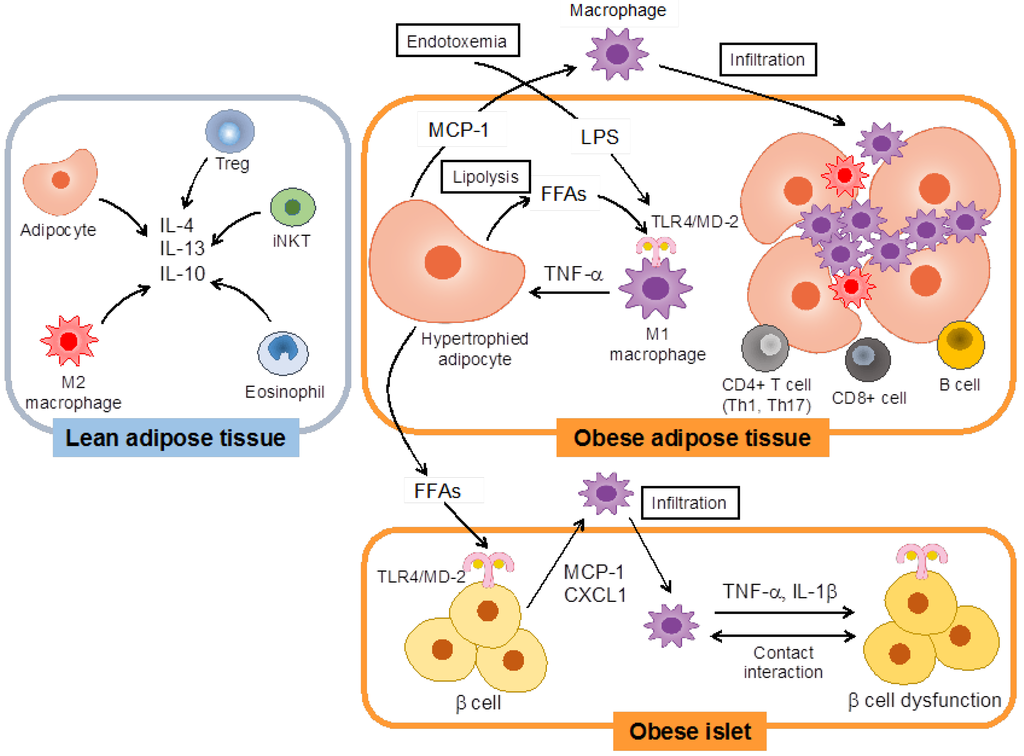 Nutrients 05 03757 g001 1024