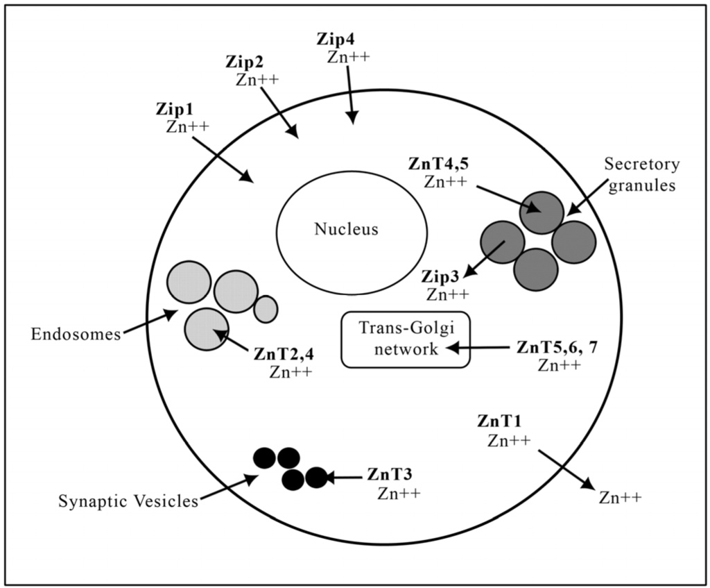 Nutrients 06 03245 g001 1024