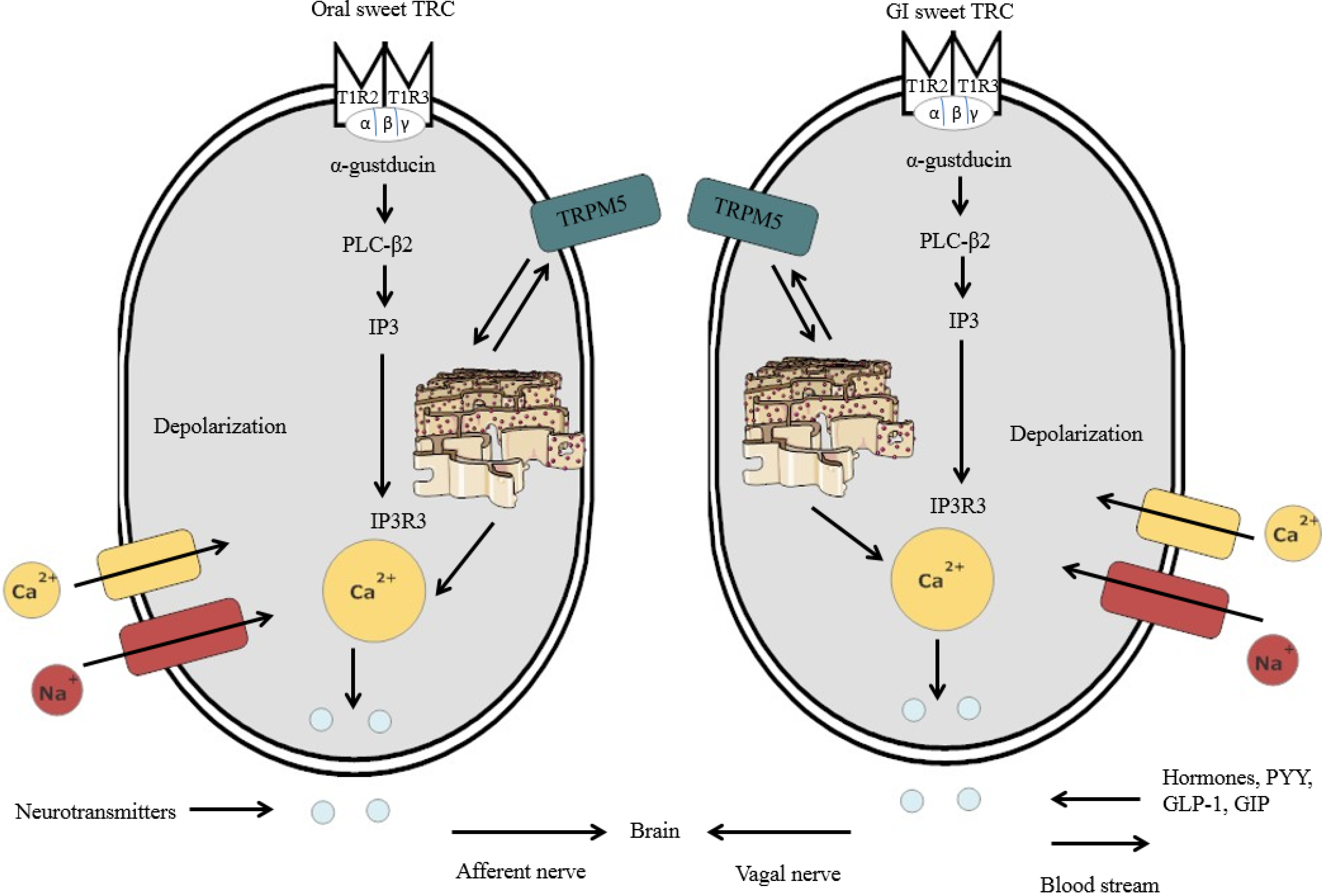 Nutrients 06 03431 g002