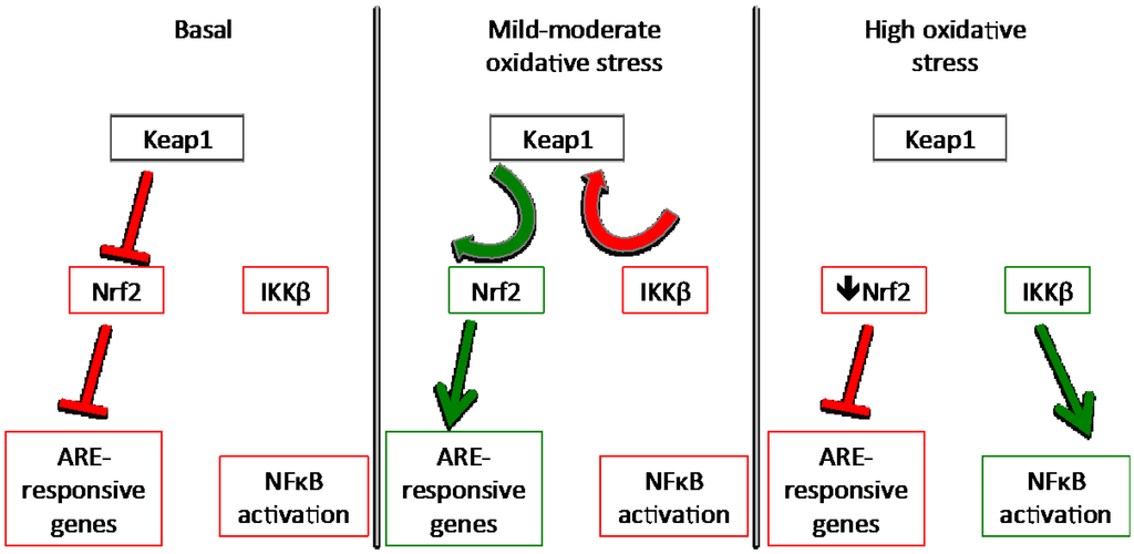 Nutrients 06 03777 g003 1024