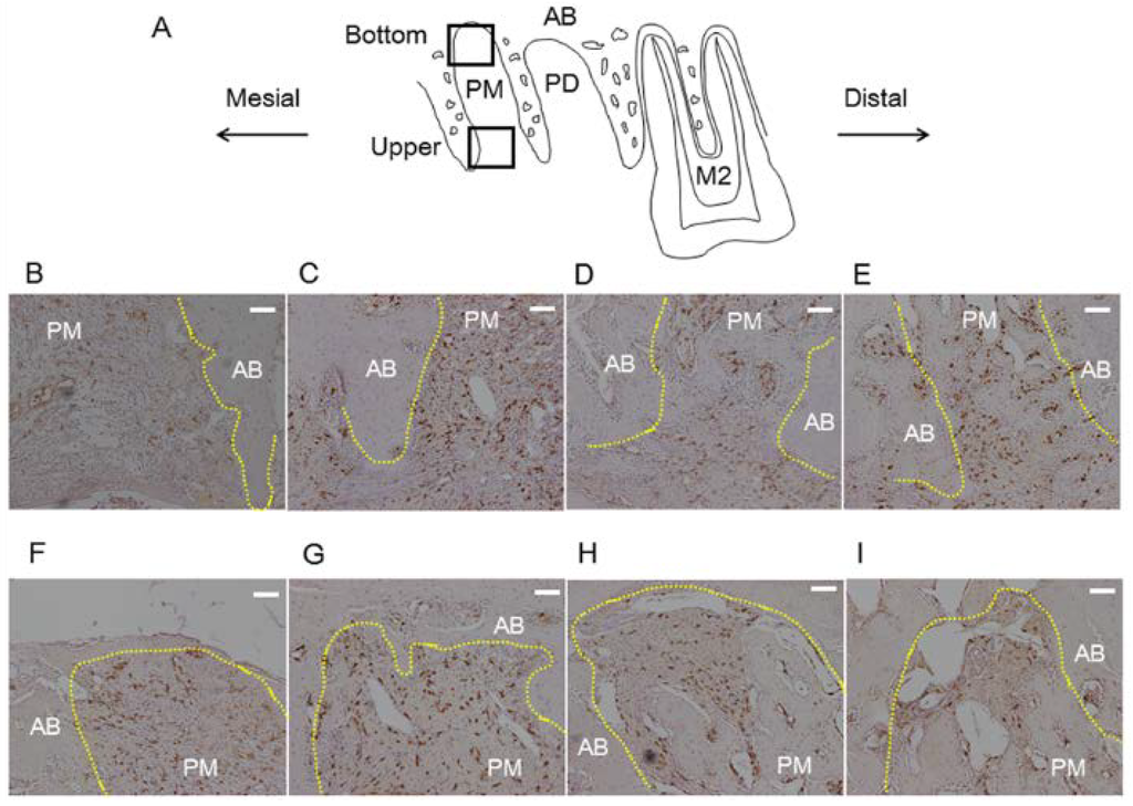 Nutrients 06 05756 g005 1024