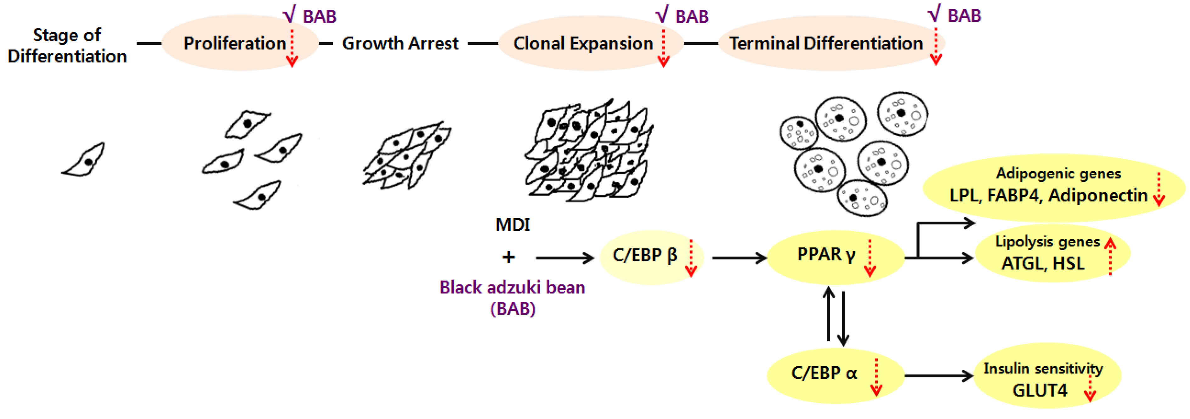 Nutrients 07 00277 g007