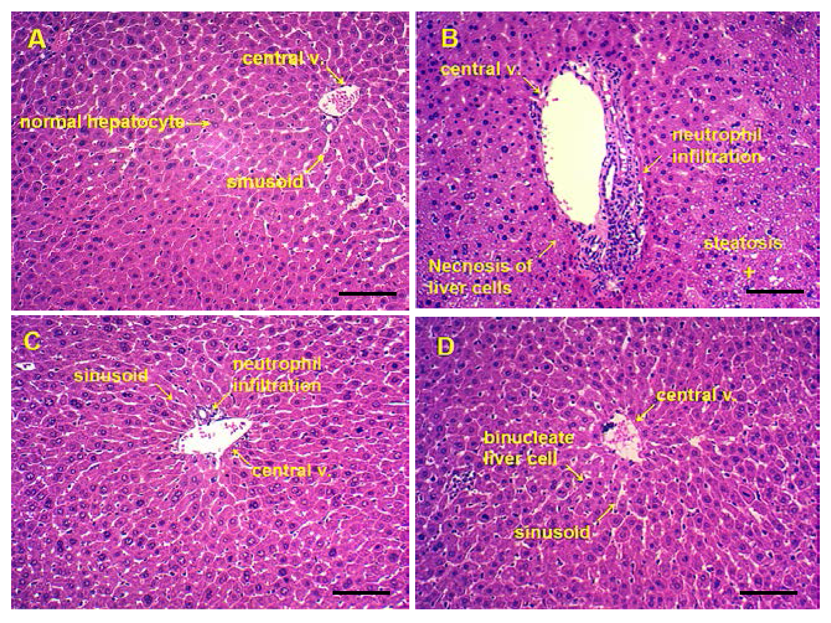 Nutrients 07 00682 g006