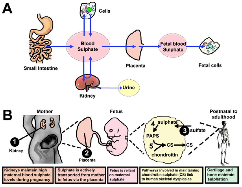 Nutrients 07 01594 g002 1024