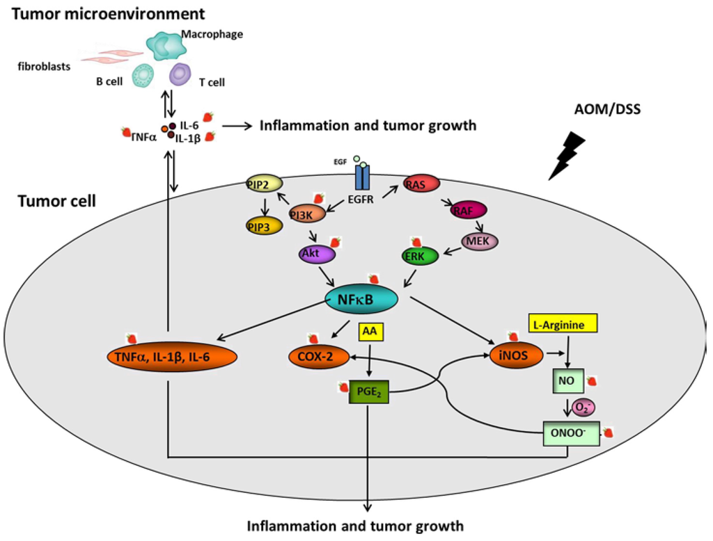 Nutrients 07 01696 g004 1024