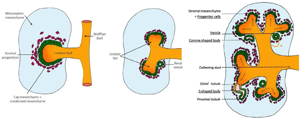 Nutrients 07 01881 g001 1024