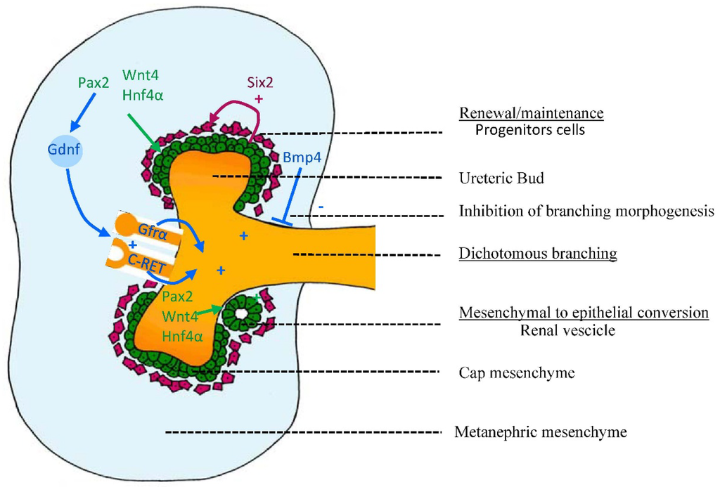 Nutrients 07 01881 g002 1024