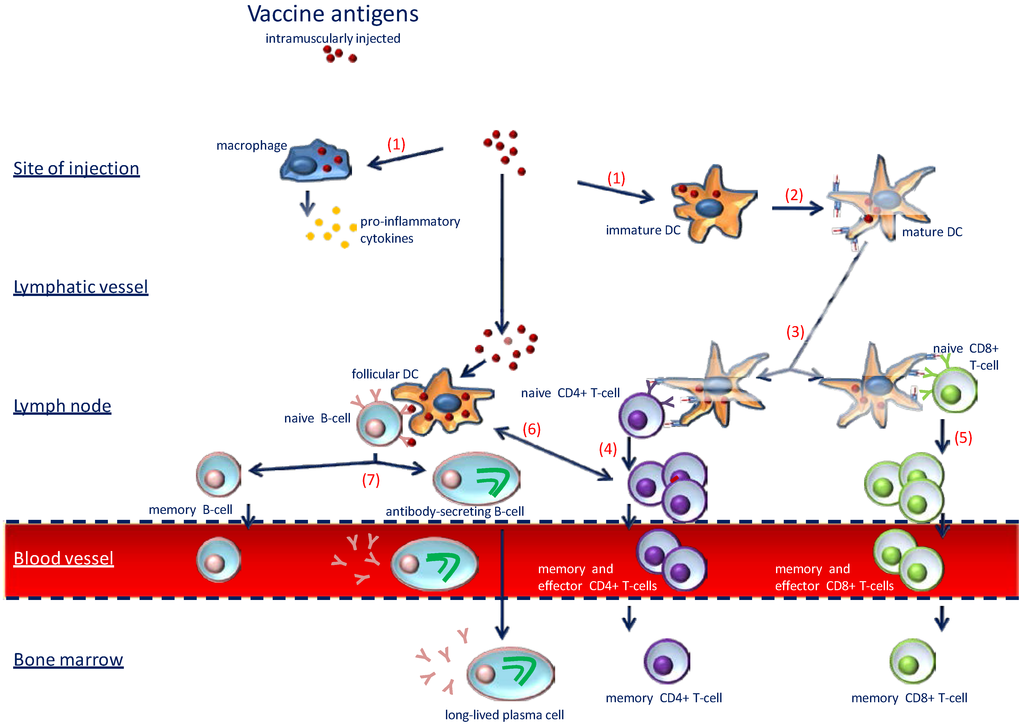 Nutrients 07 02044 g002 1024
