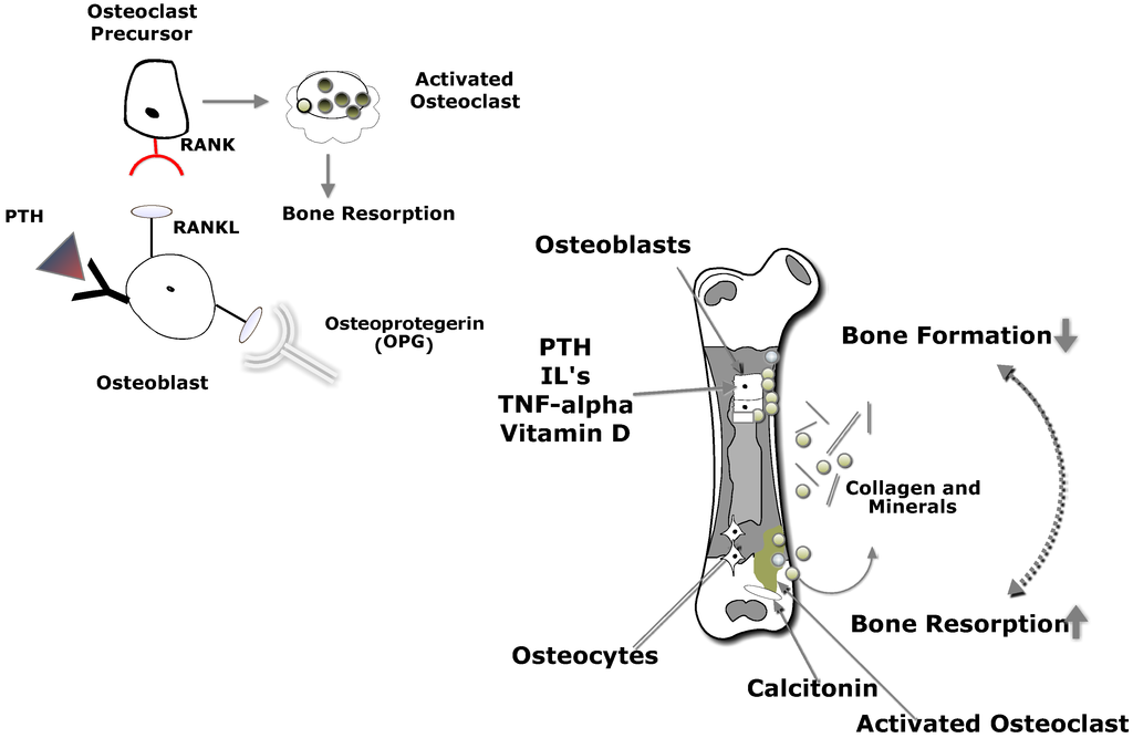 Nutrients 07 03347 g003 1024