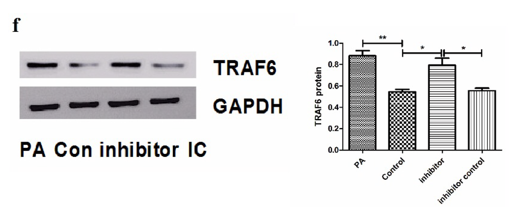 Nutrients 07 03483 g002b 1024