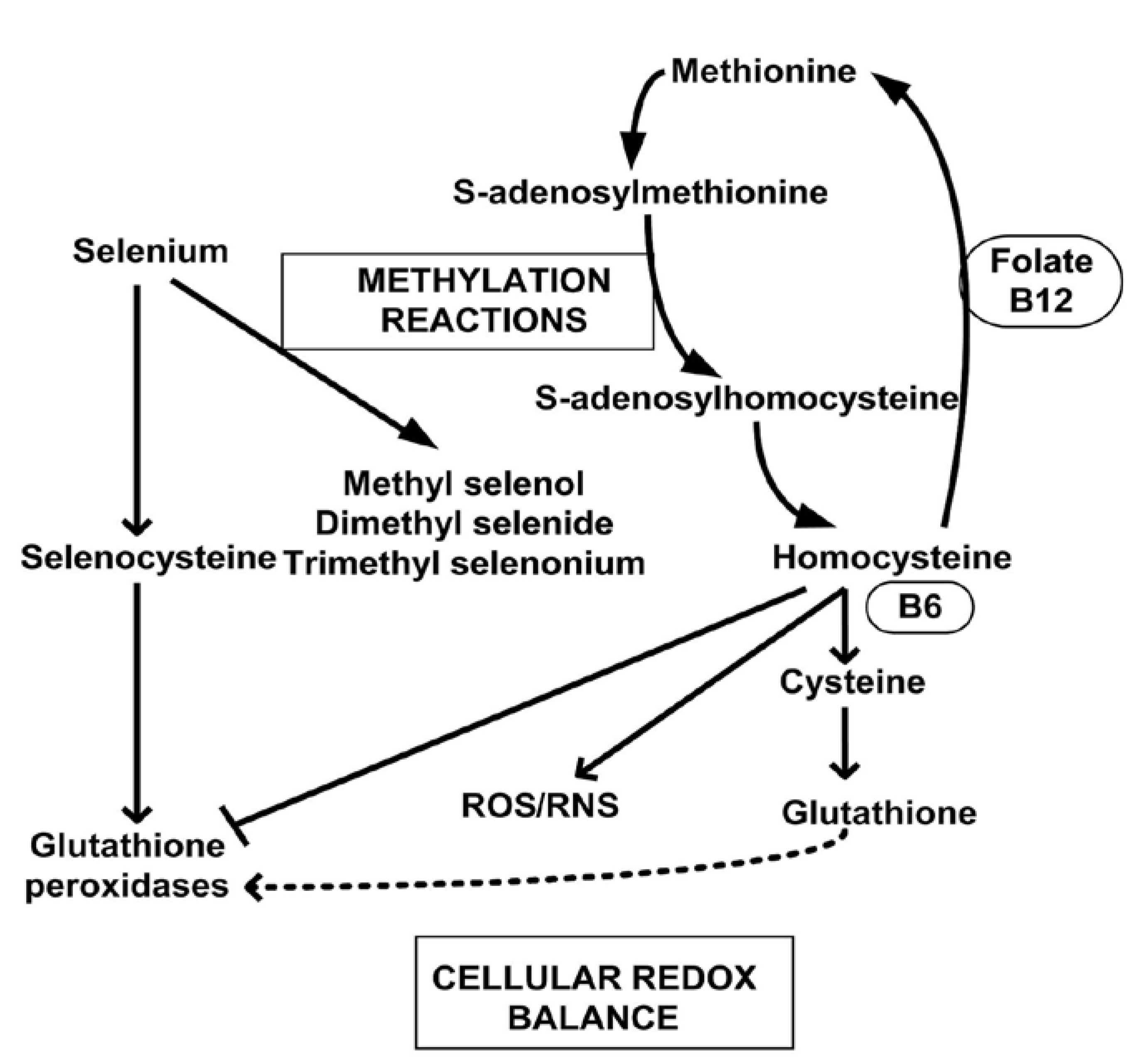 Nutrients 07 03536 g006