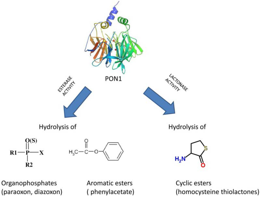 Nutrients 07 04068 g001 1024