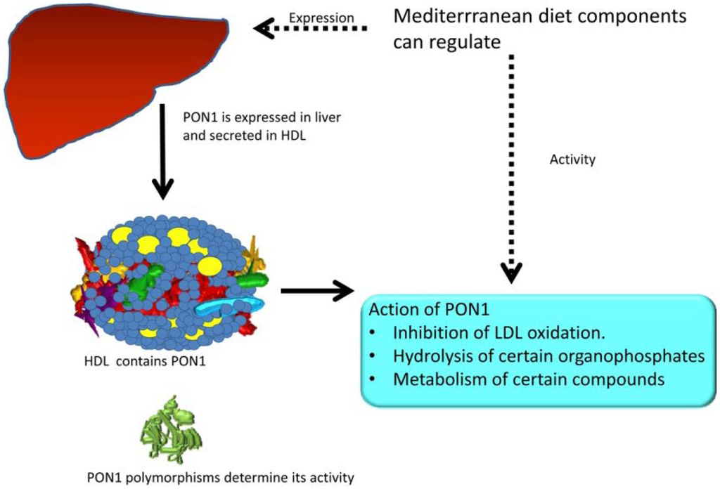 Nutrients 07 04068 g002 1024