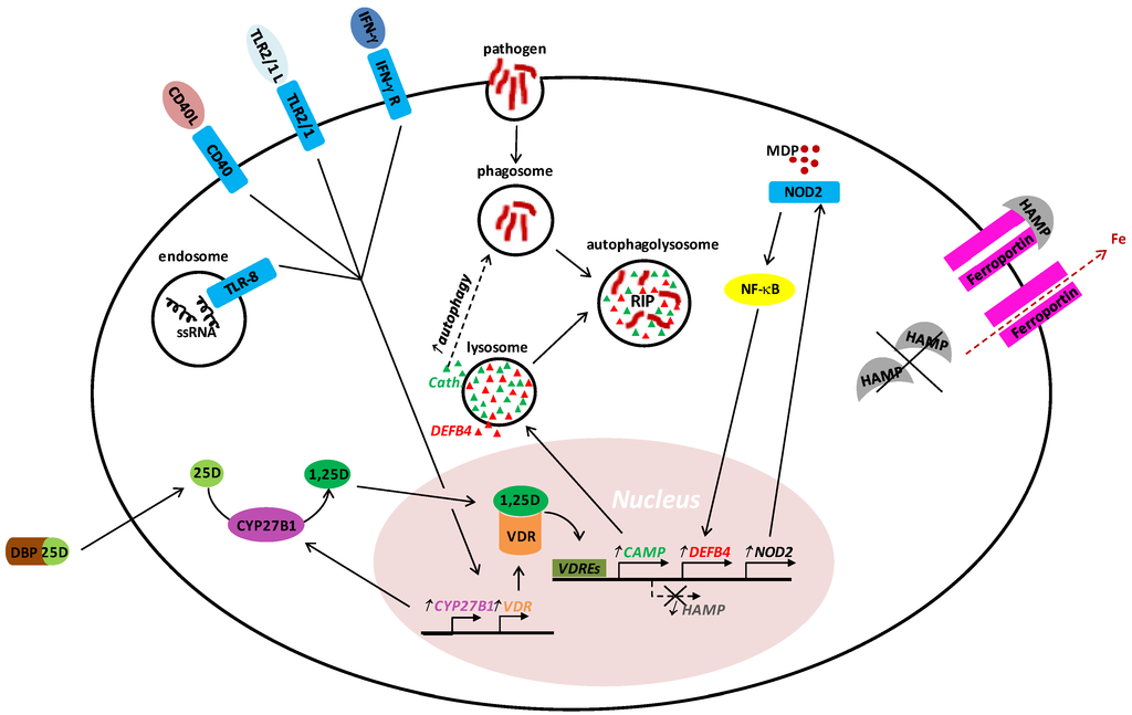Nutrients 07 04170 g002 1024