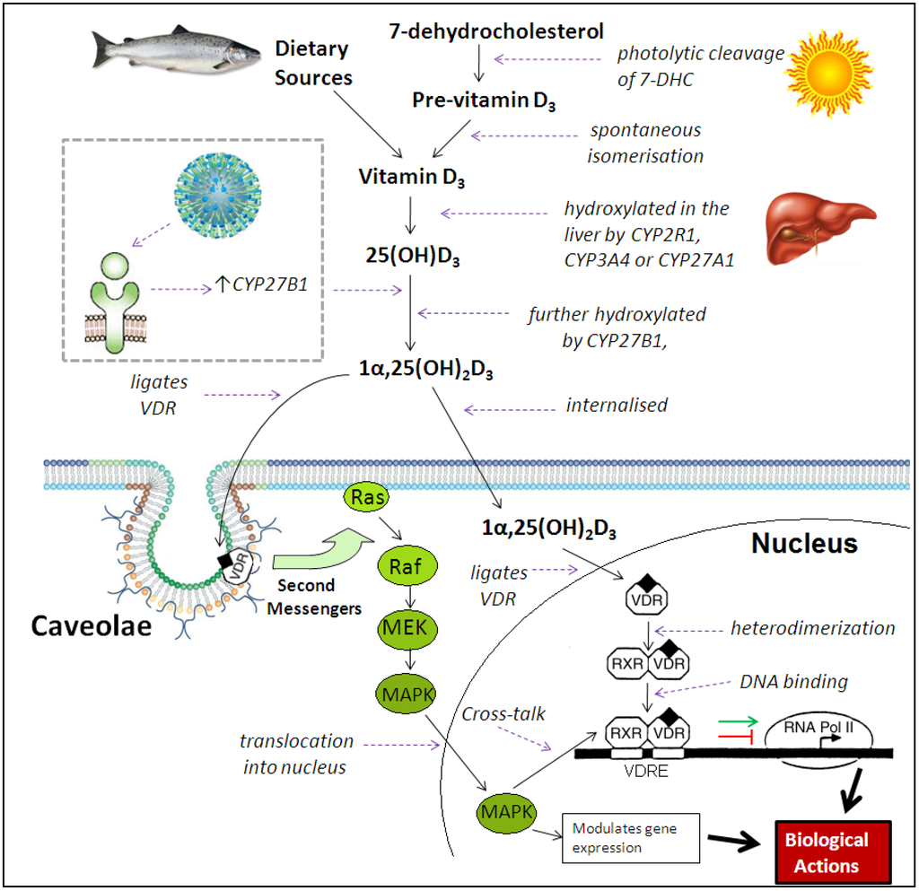 Nutrients 07 04240 g002 1024