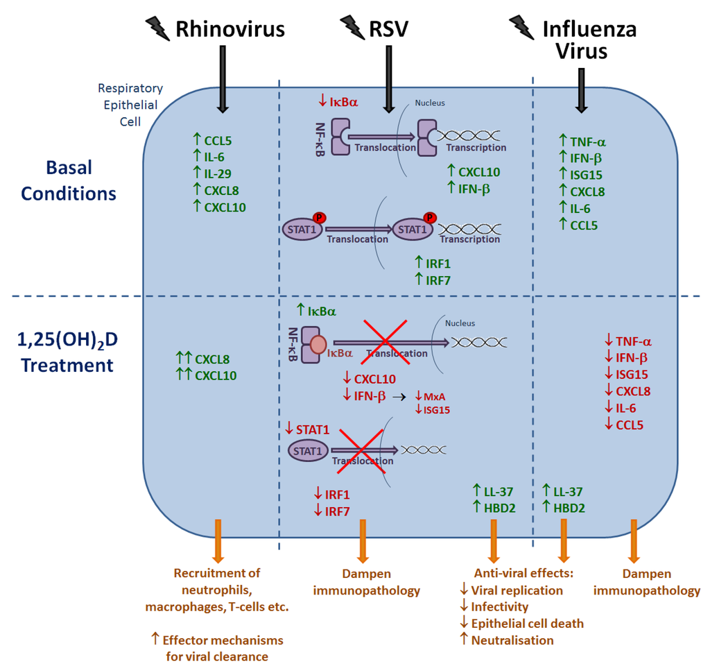 Nutrients 07 04240 g004 1024