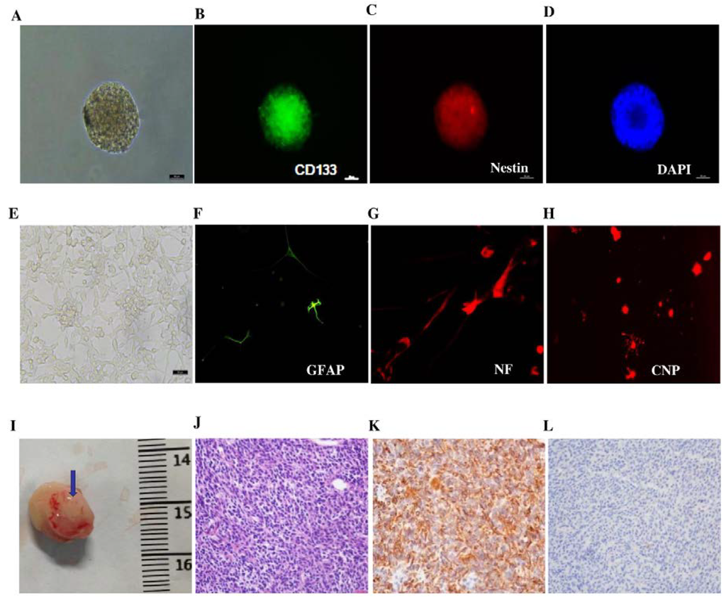 Nutrients 07 04383 g001 1024