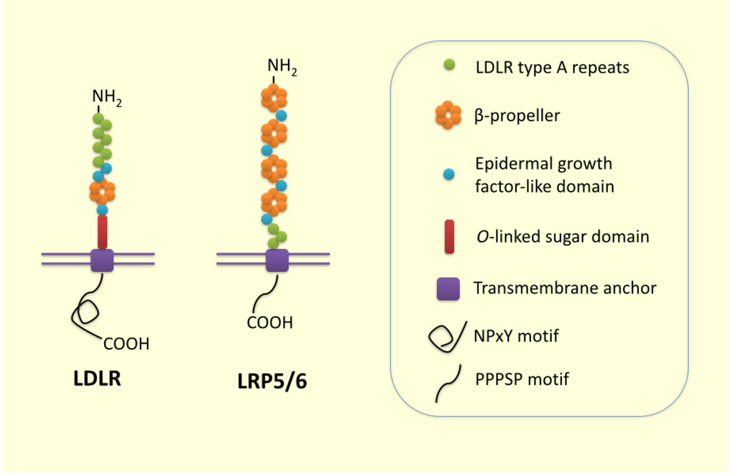 Nutrients 07 04453 g001 1024