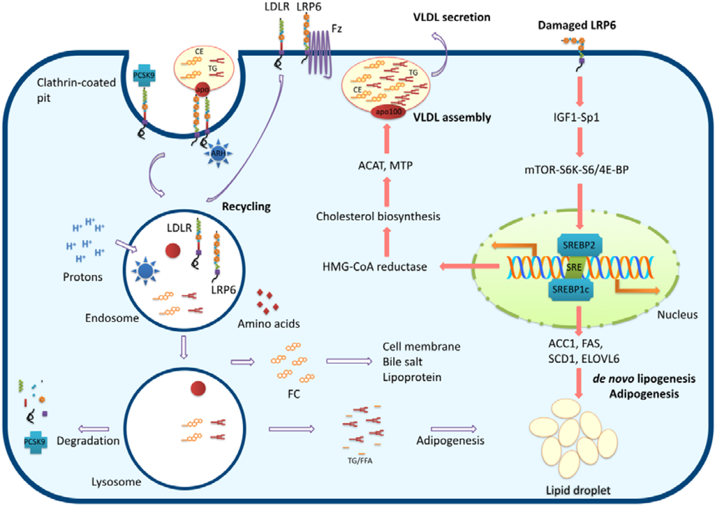 Nutrients 07 04453 g002 1024