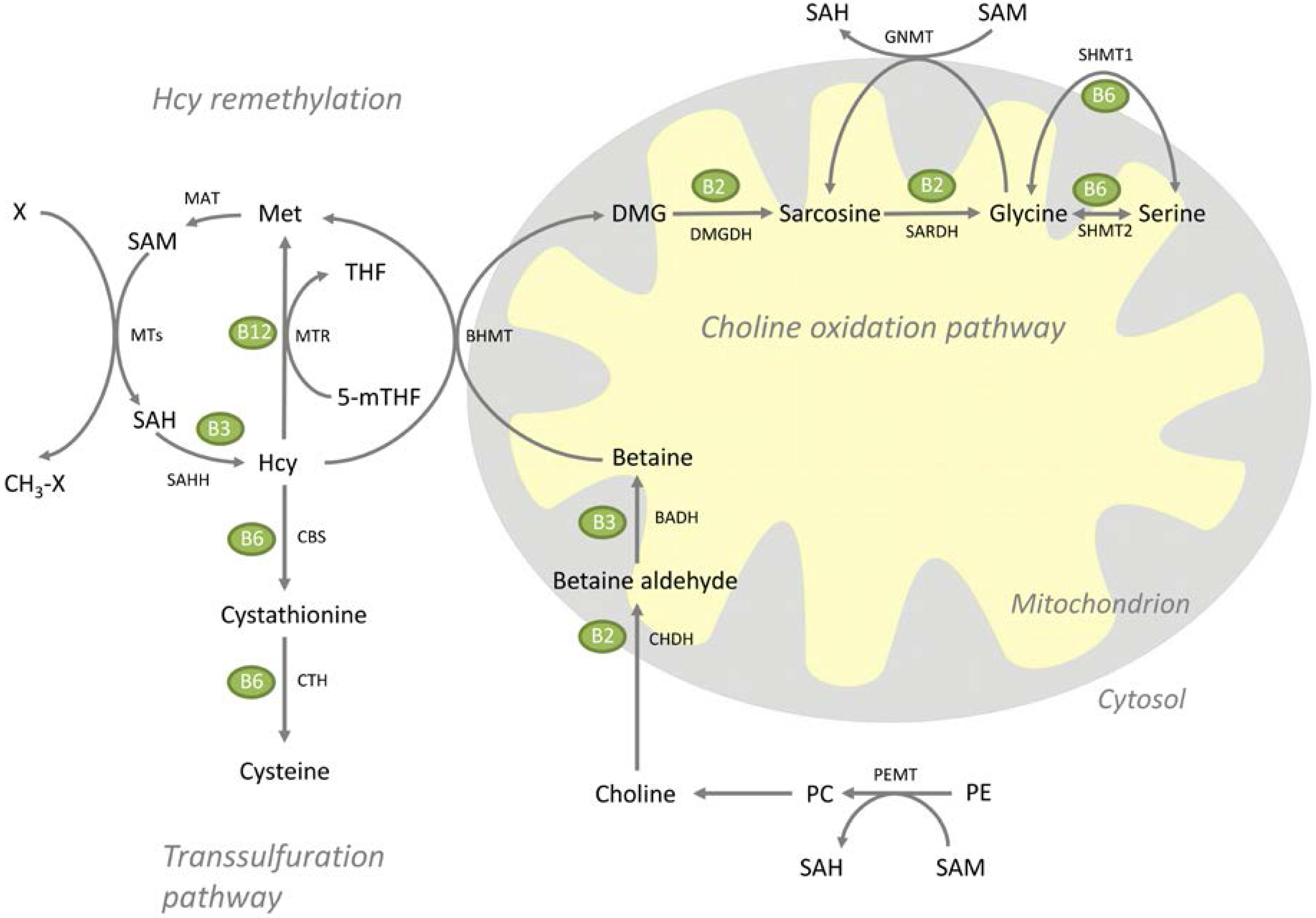 Nutrients 07 04498 g001