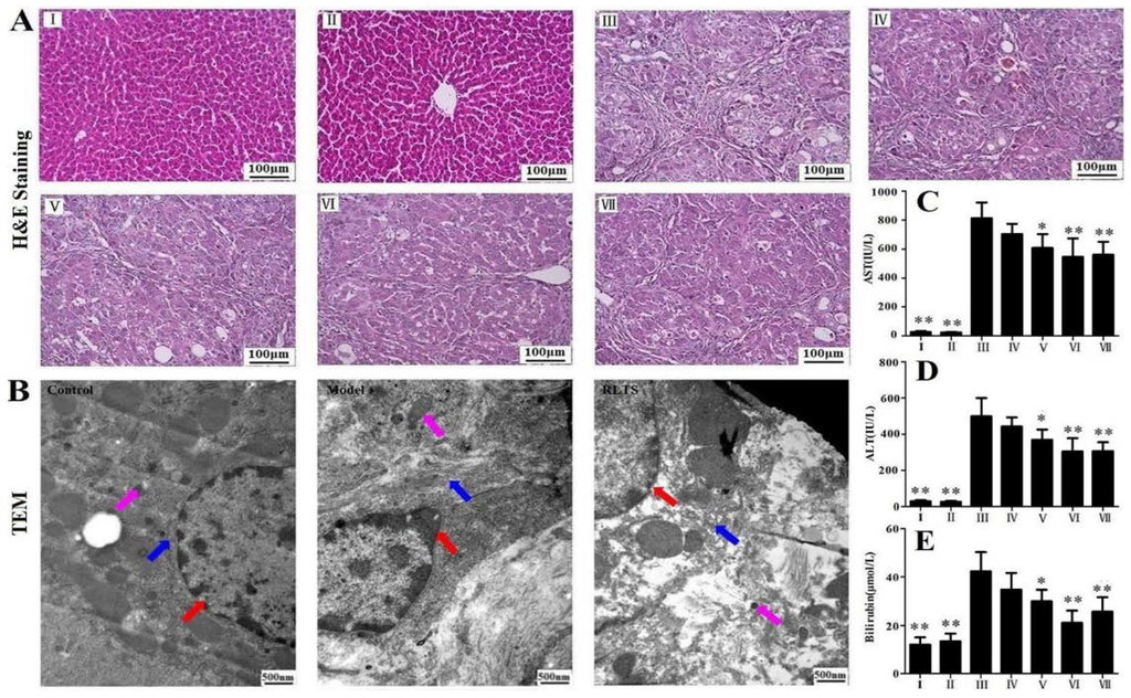 Nutrients 07 04829 g001 1024