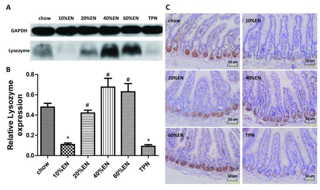 Nutrients 07 05288 g002 1024