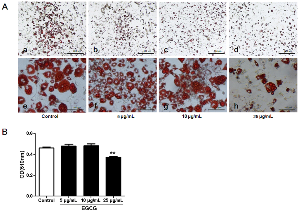 Nutrients 07 05437 g002 1024