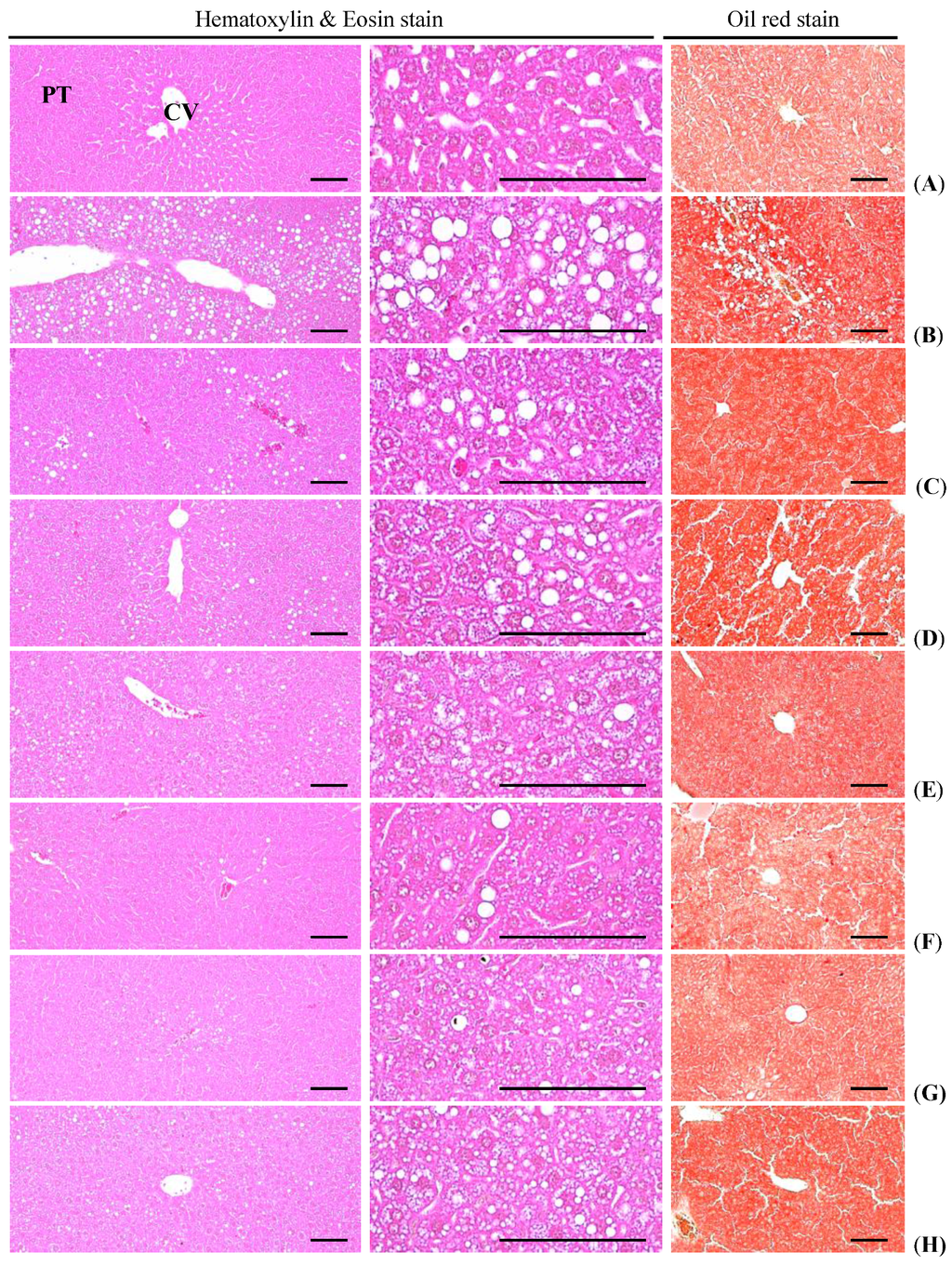 Nutrients 07 05447 g008 1024