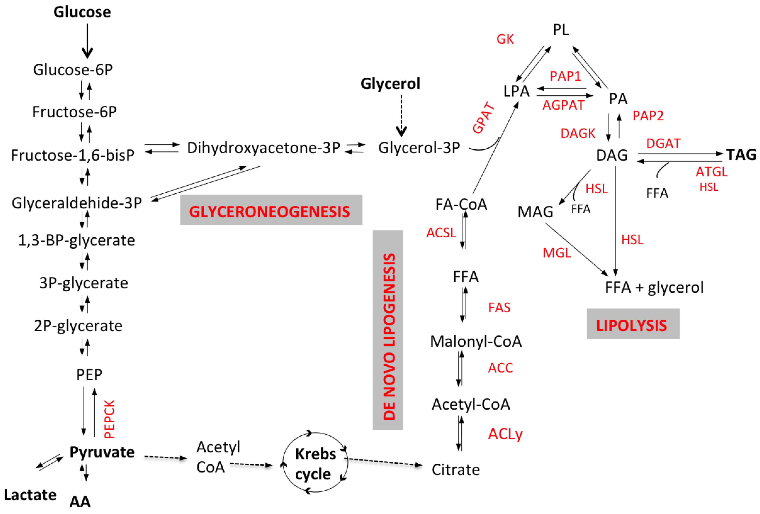 Nutrients 07 05475 g001