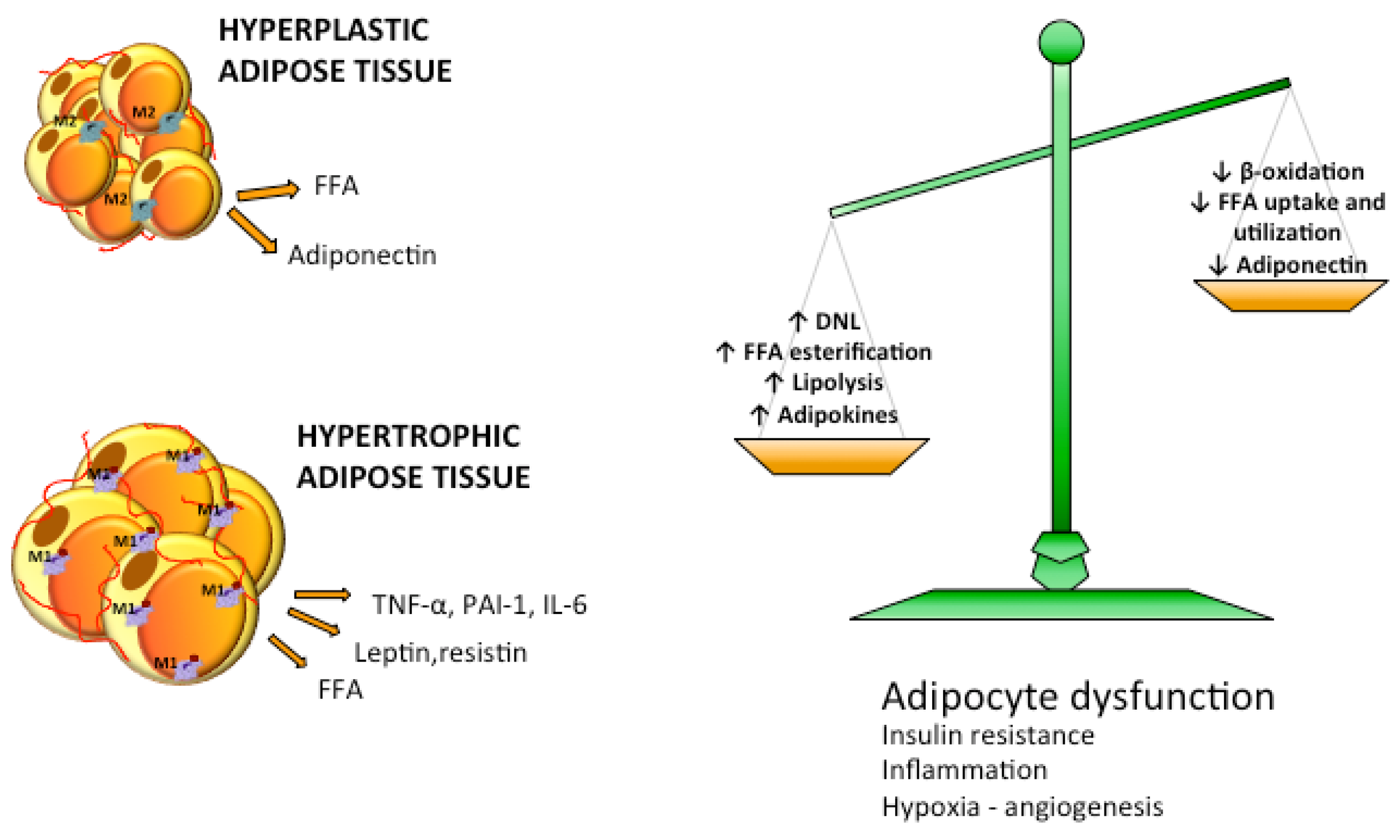 Nutrients 07 05475 g004