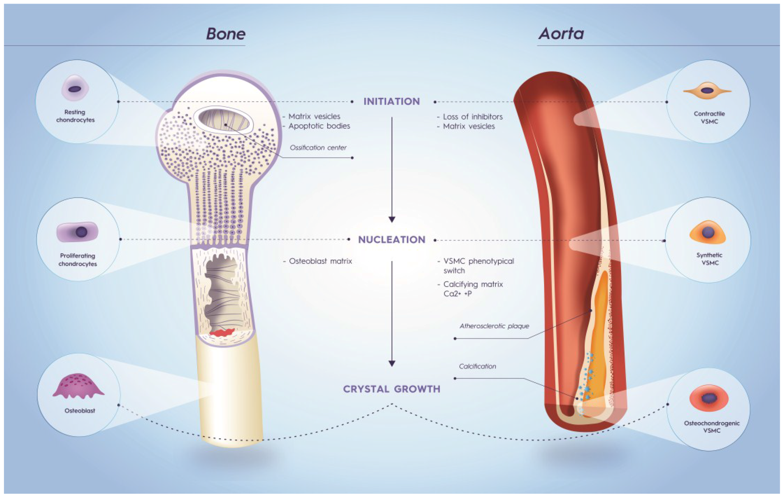 Nutrients 07 05479 g003