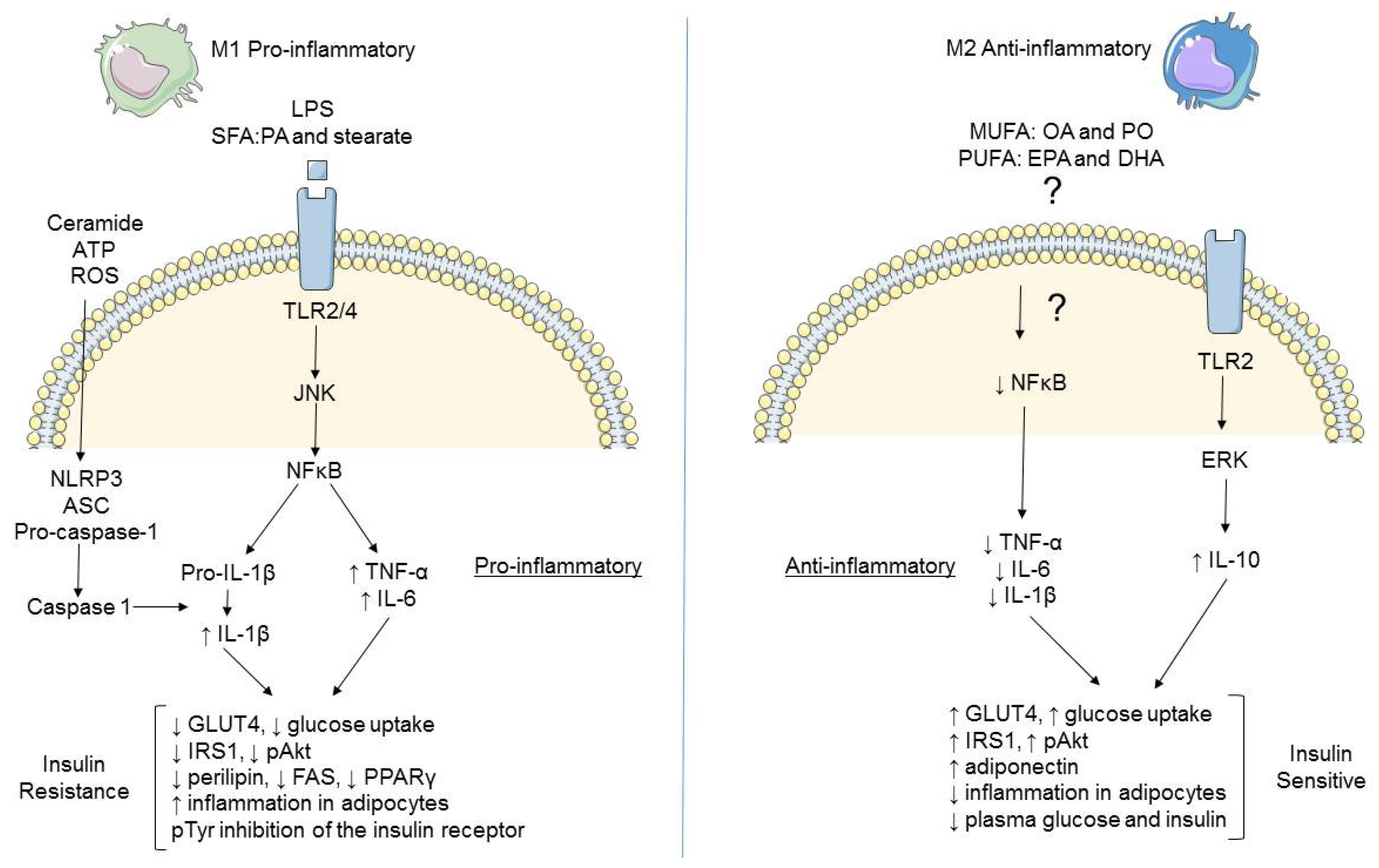 Nutrients 08 00247 g002