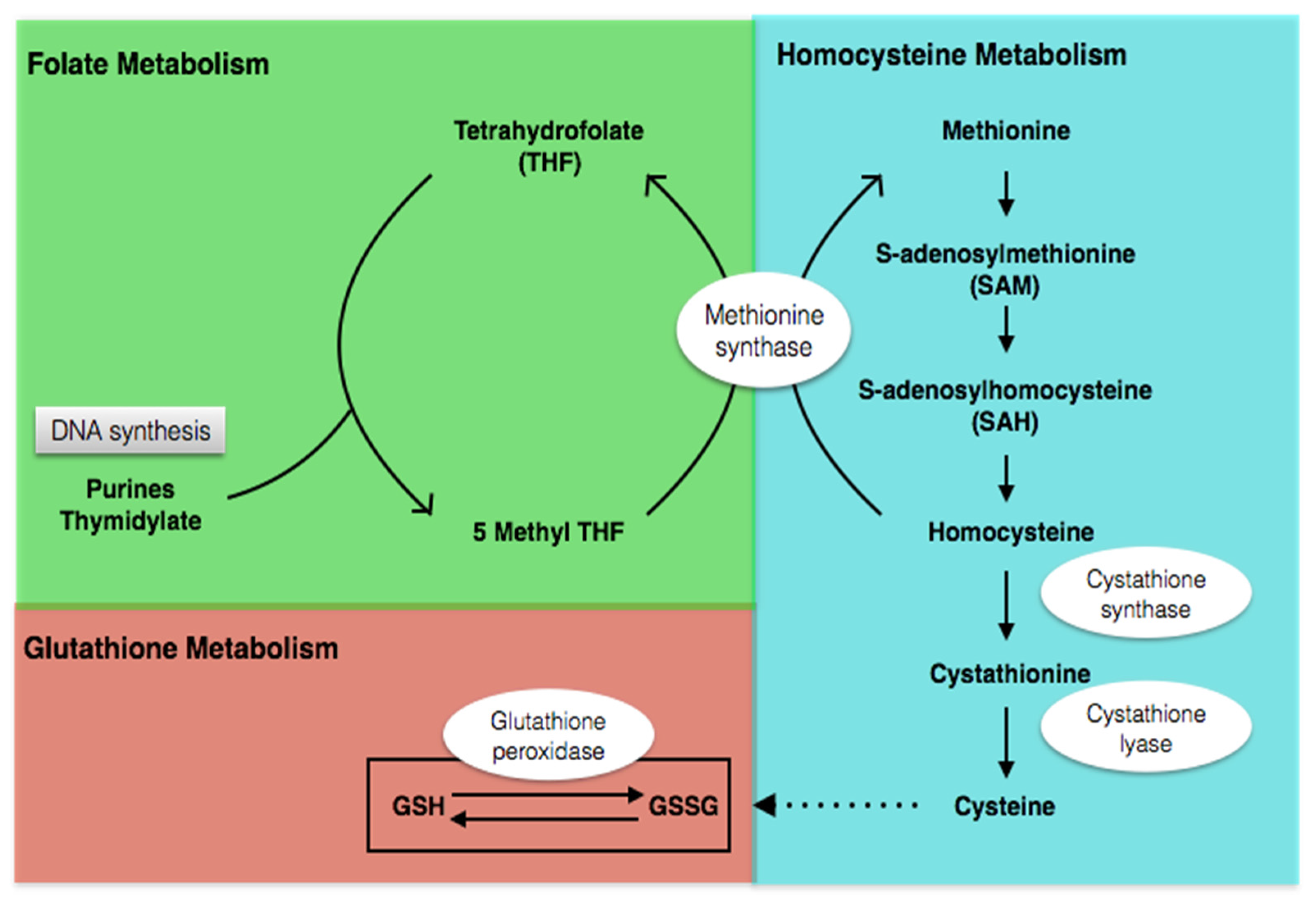 Nutrients 08 00337 g001