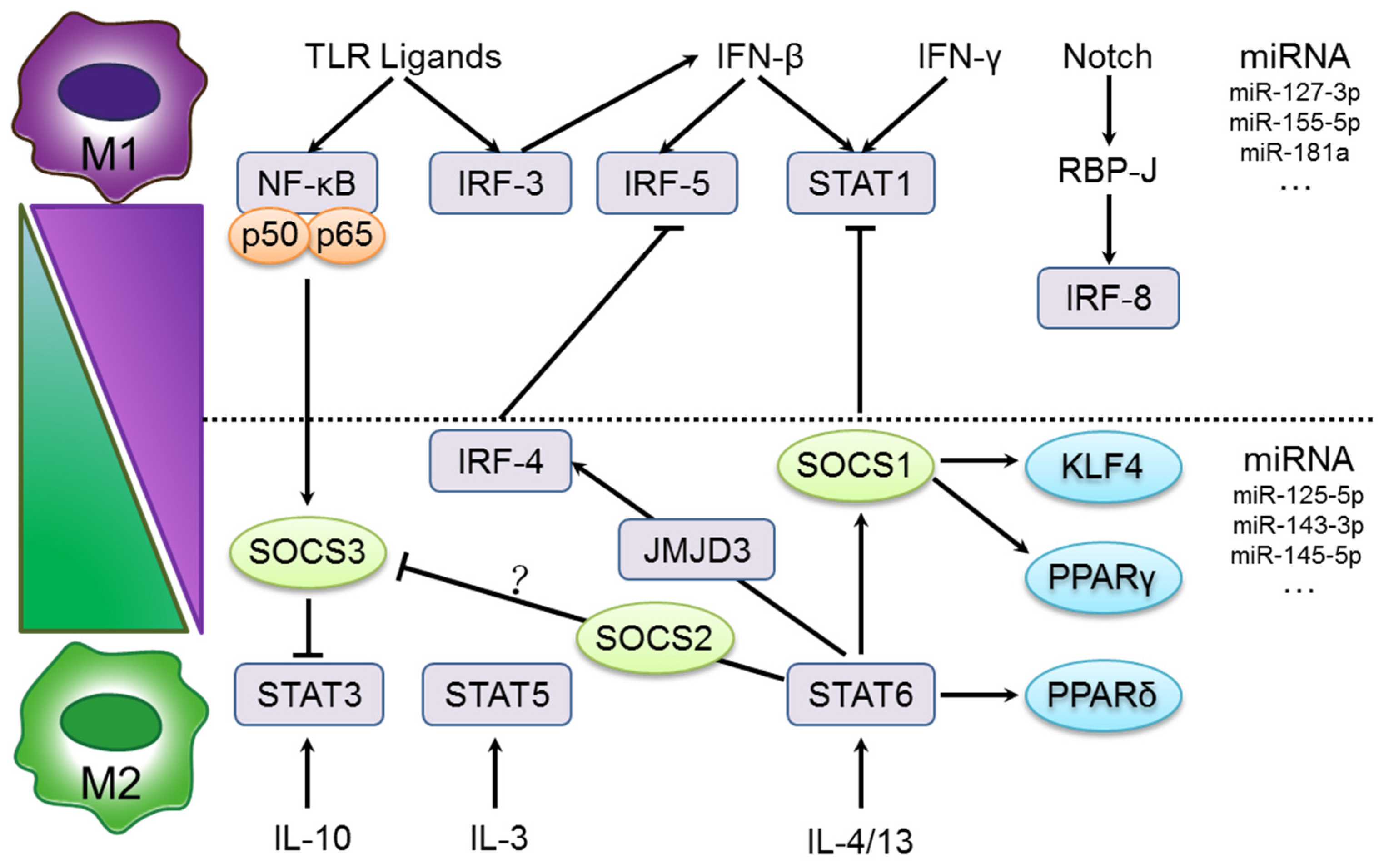 Nutrients 08 00391 g002