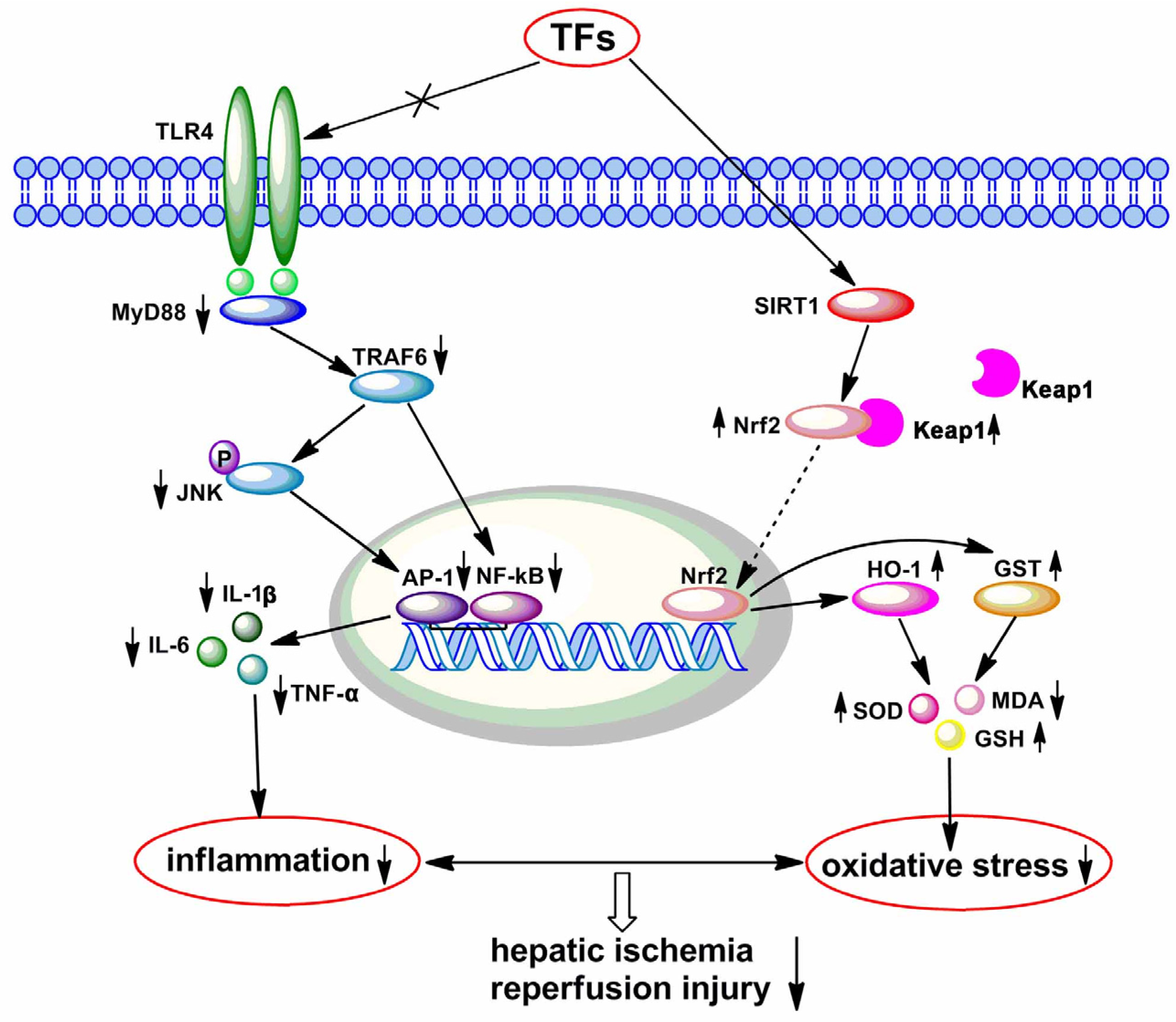 Nutrients 08 00418 g007