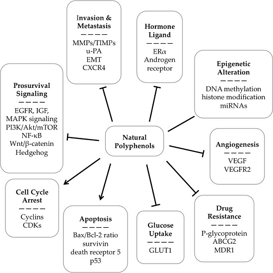 Natural Polyphenols for Prevention and Treatment of Cancer | MDPI
