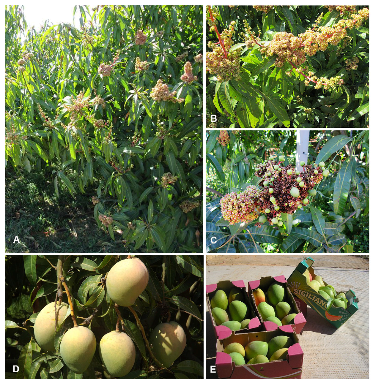 Nutrients 09 00525 g003