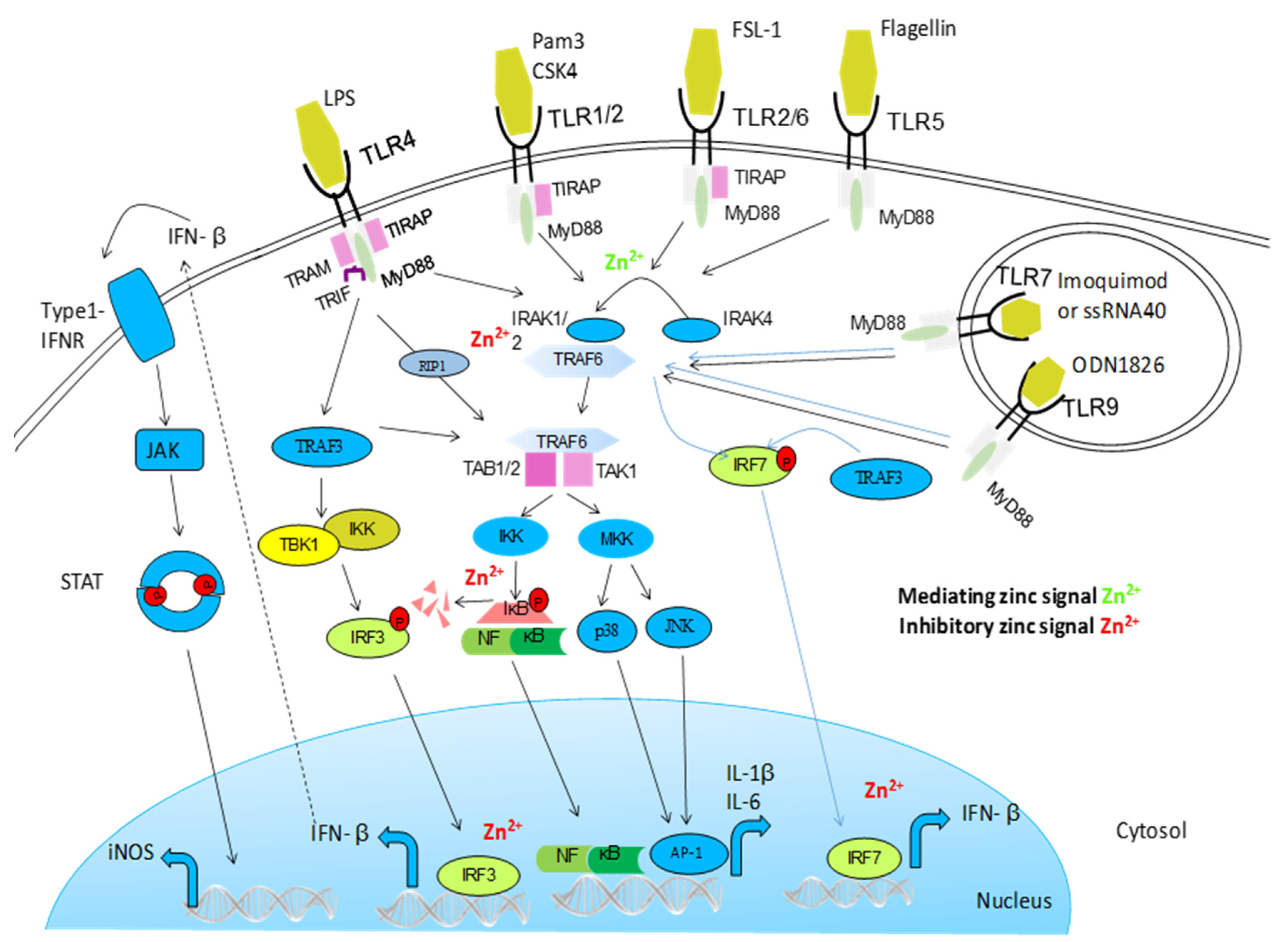 Nutrients 09 00624 g001