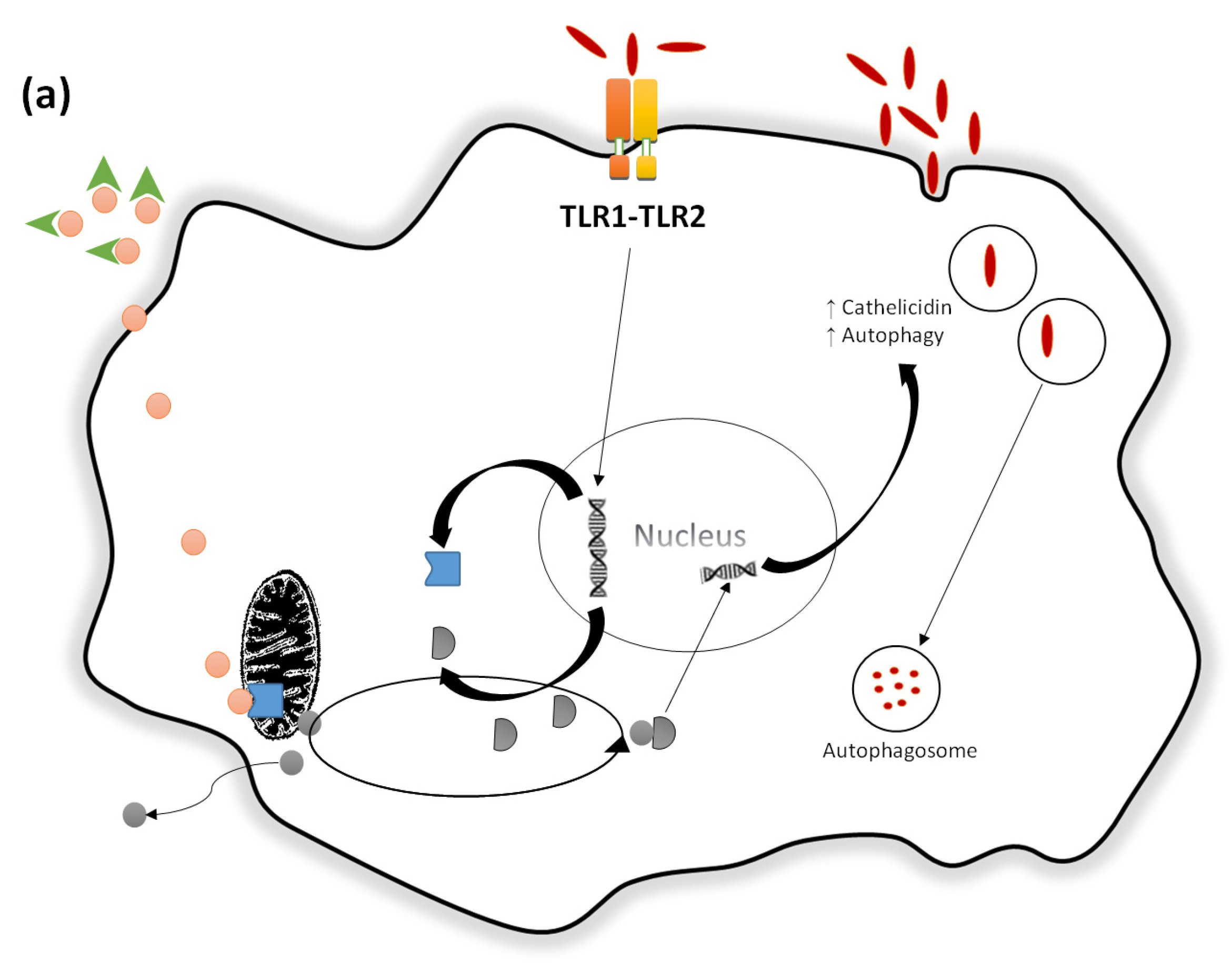 Nutrients 09 00651 g003a