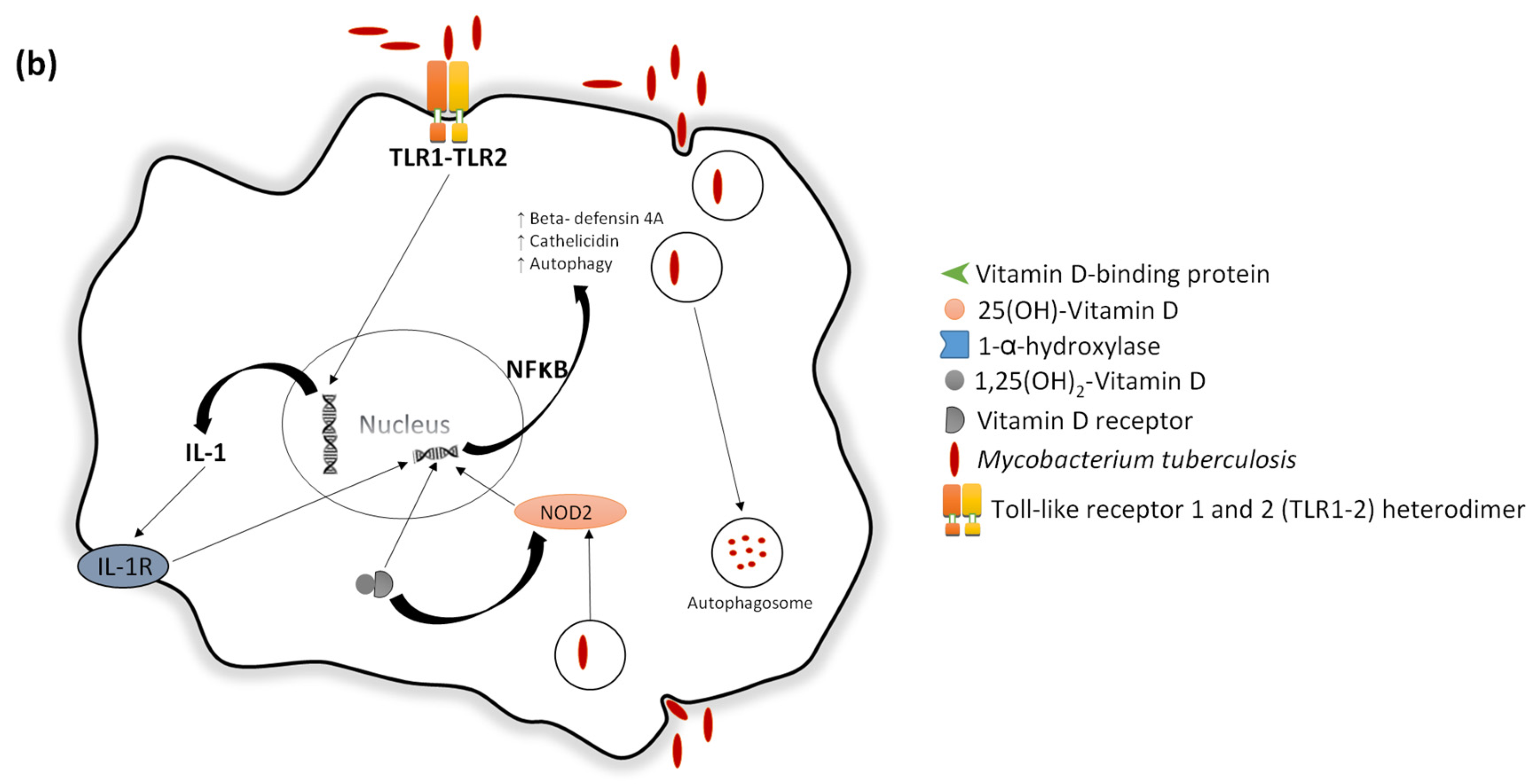 Nutrients 09 00651 g003b