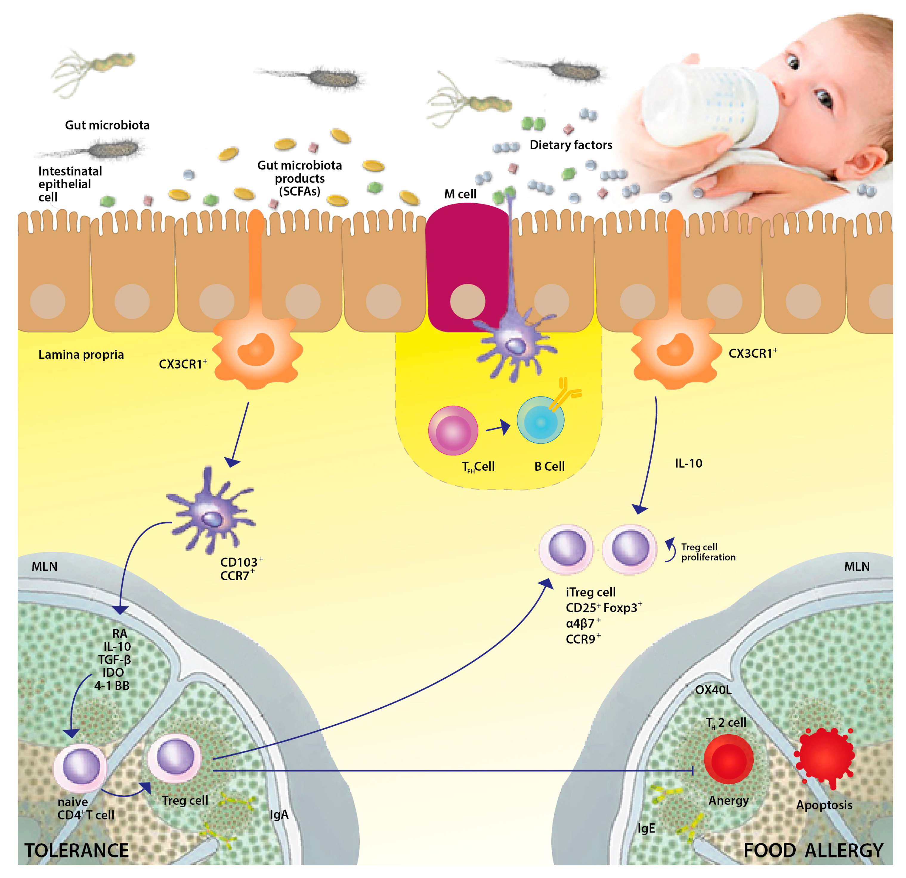 Nutrients 09 00672 g001