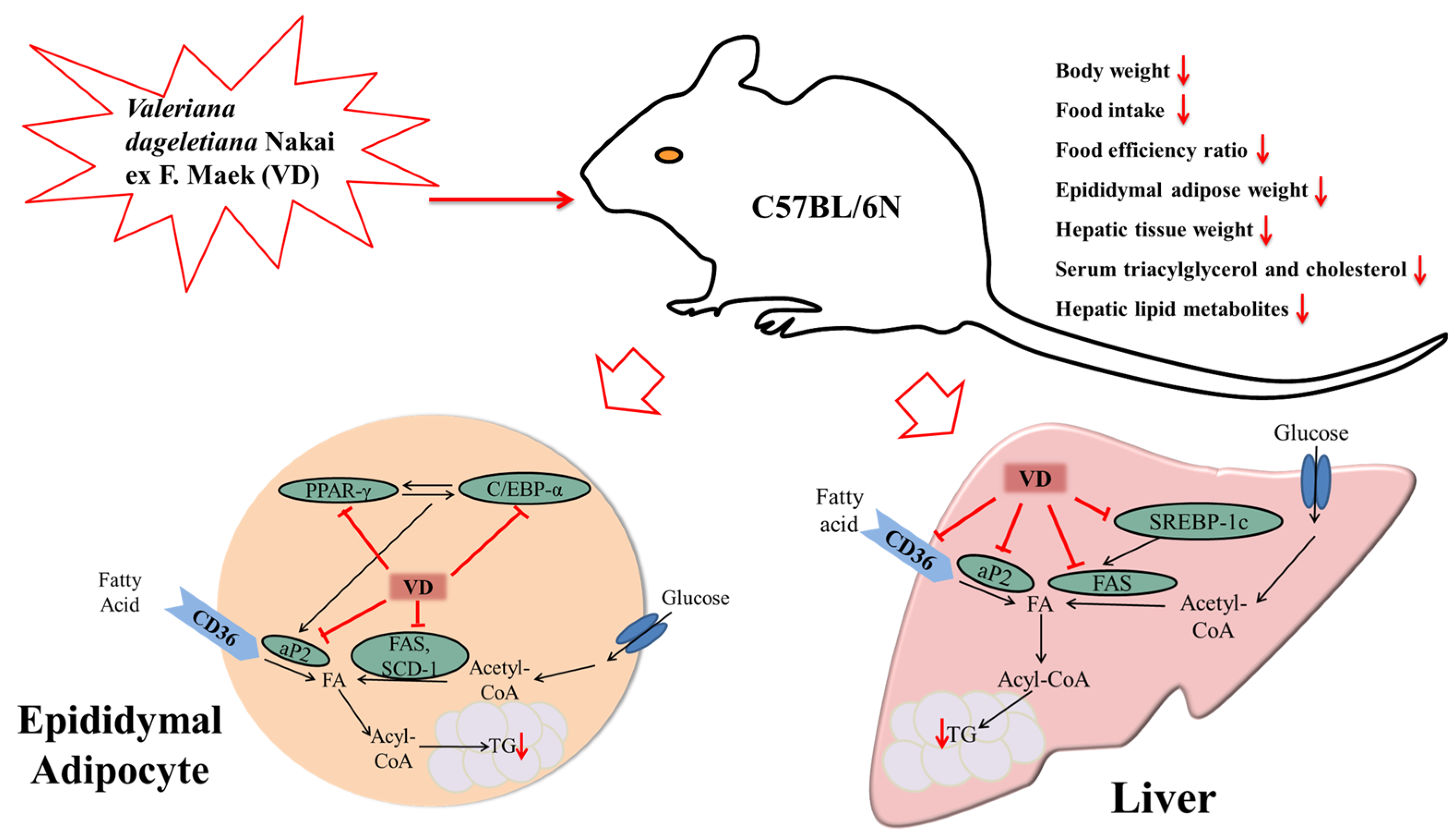 Nutrients 09 00689 g006