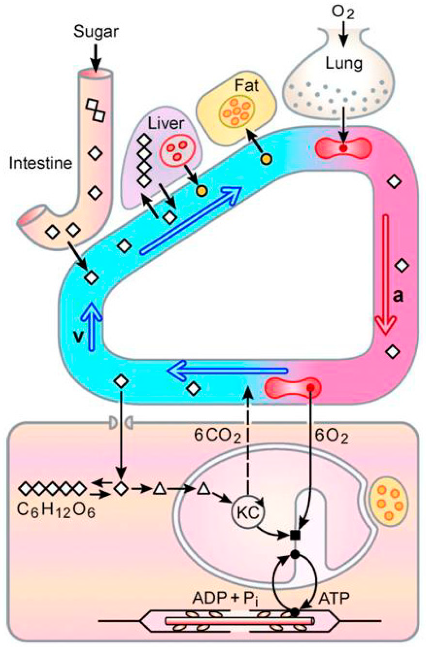 Nutrients 09 00743 g007 Nutrients 09 00743 g007