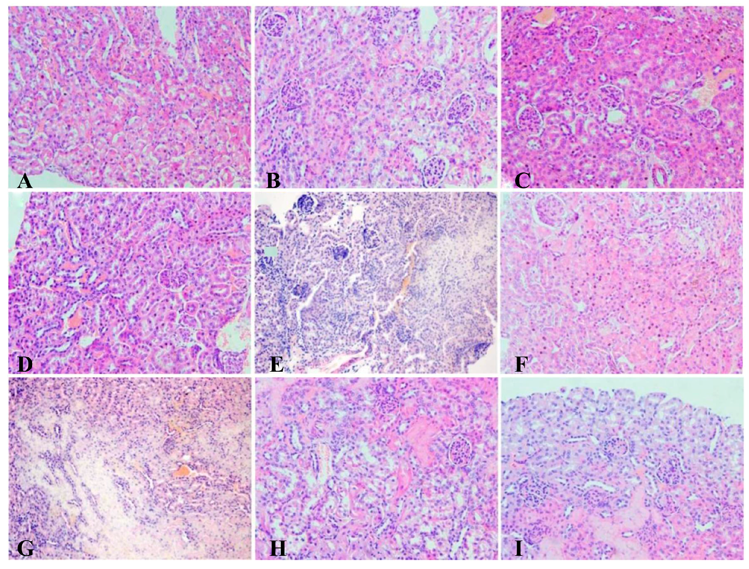 Nutrients 09 00845 g007